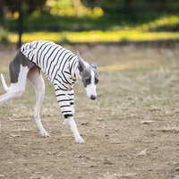 地面の匂いを嗅ぐイタリアングレーハウンドとの散歩の写真