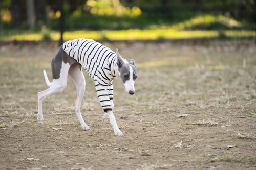 地面の匂いを嗅ぐイタリアングレーハウンドとの散歩