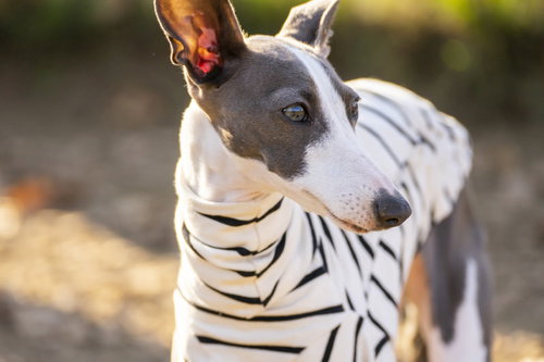 つぶらな瞳で周囲を気にするイタリアングレーハウンドの散歩