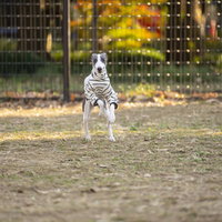 フェンス際から突進してくるイタリアングレーハウンドの写真