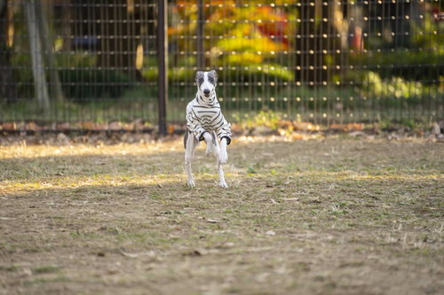 フェンス際から突進してくるイタリアングレーハウンド
