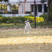 屋外ではしゃぐ白いイタリアングレーハウンドの写真