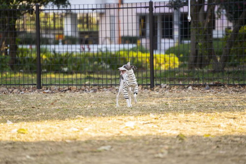 屋外ではしゃぐ白いイタリアングレーハウンド