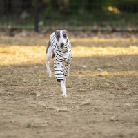 勢いよくダッシュするイタリアングレーハウンドの写真