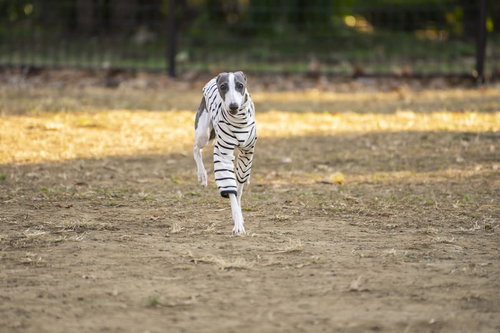 勢いよくダッシュするイタリアングレーハウンド
