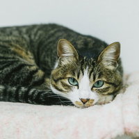 消灯をじっと待つ猫ちゃん、白いクッションの上での一瞬の写真