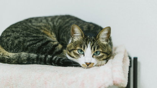 消灯をじっと待つ猫ちゃん、白いクッションの上での一瞬