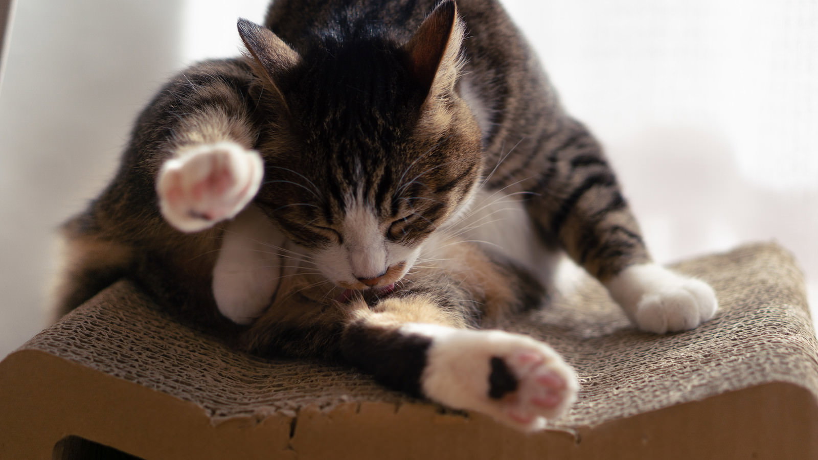 足元をペロペロ舐めるキジトラと白の子猫