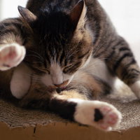 足元をペロペロ舐める子猫 - 毛づくろいする可愛らしいキジトラの写真