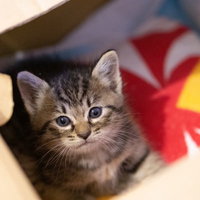 ダンボールの中から見上げる寂しい表情の子猫の写真