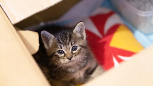 ダンボールの中から見上げる寂しい表情の子猫