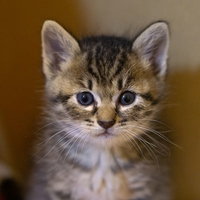 おとなしい子猫がおすわりしてカメラを見つめるの写真