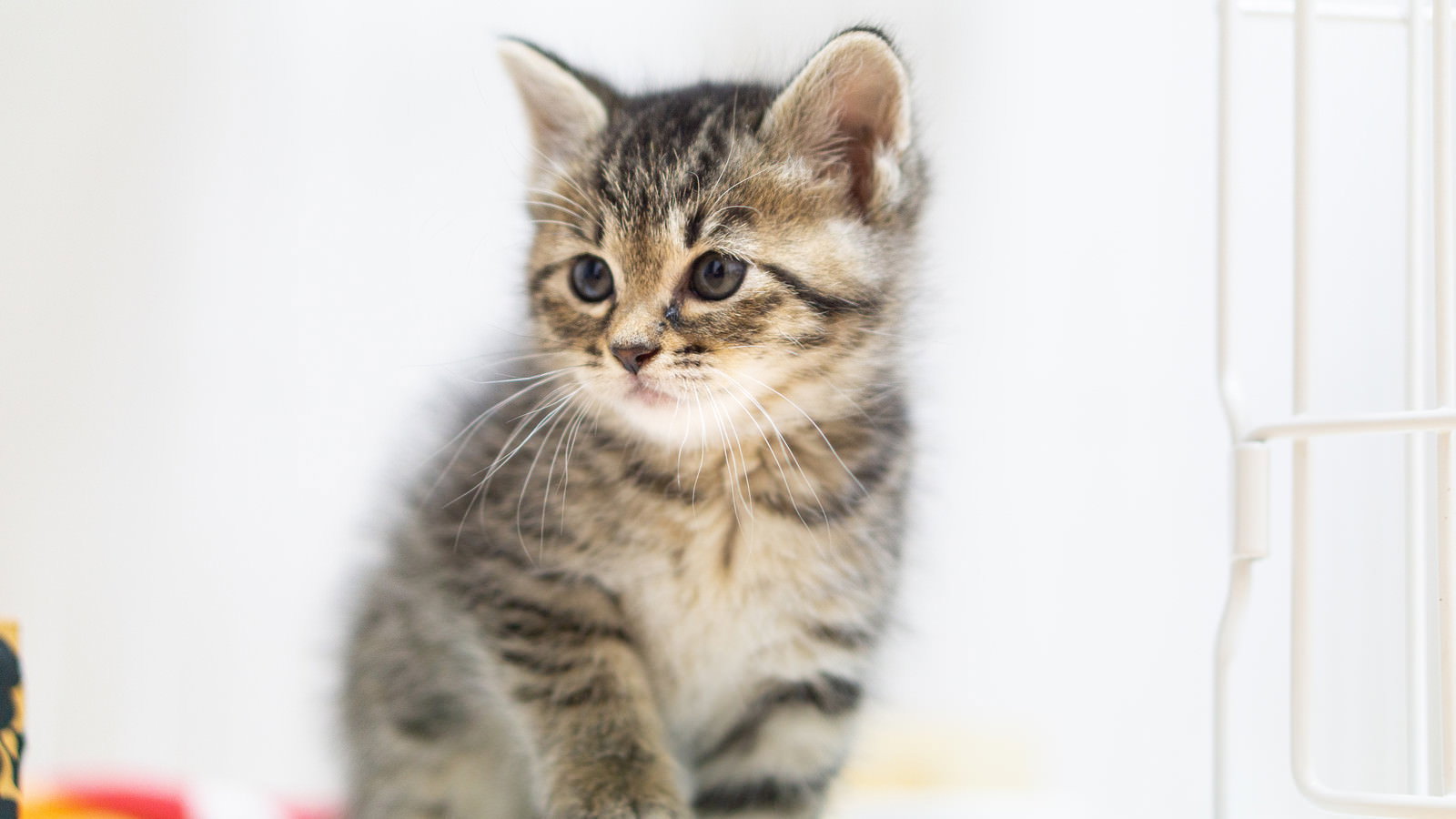 白い背景の前でちょこんとおすわりするキジトラの子猫