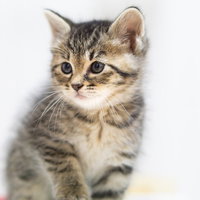 ちょこんとおすわりするキジトラの子猫の写真