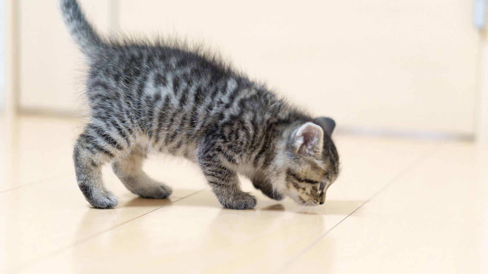 フローリングに顔を近づけて匂いを嗅ぐ、灰色と白の縞模様の子猫