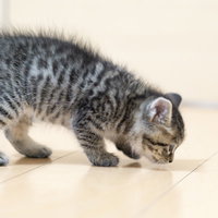 フローリングをクンクンする子猫の写真