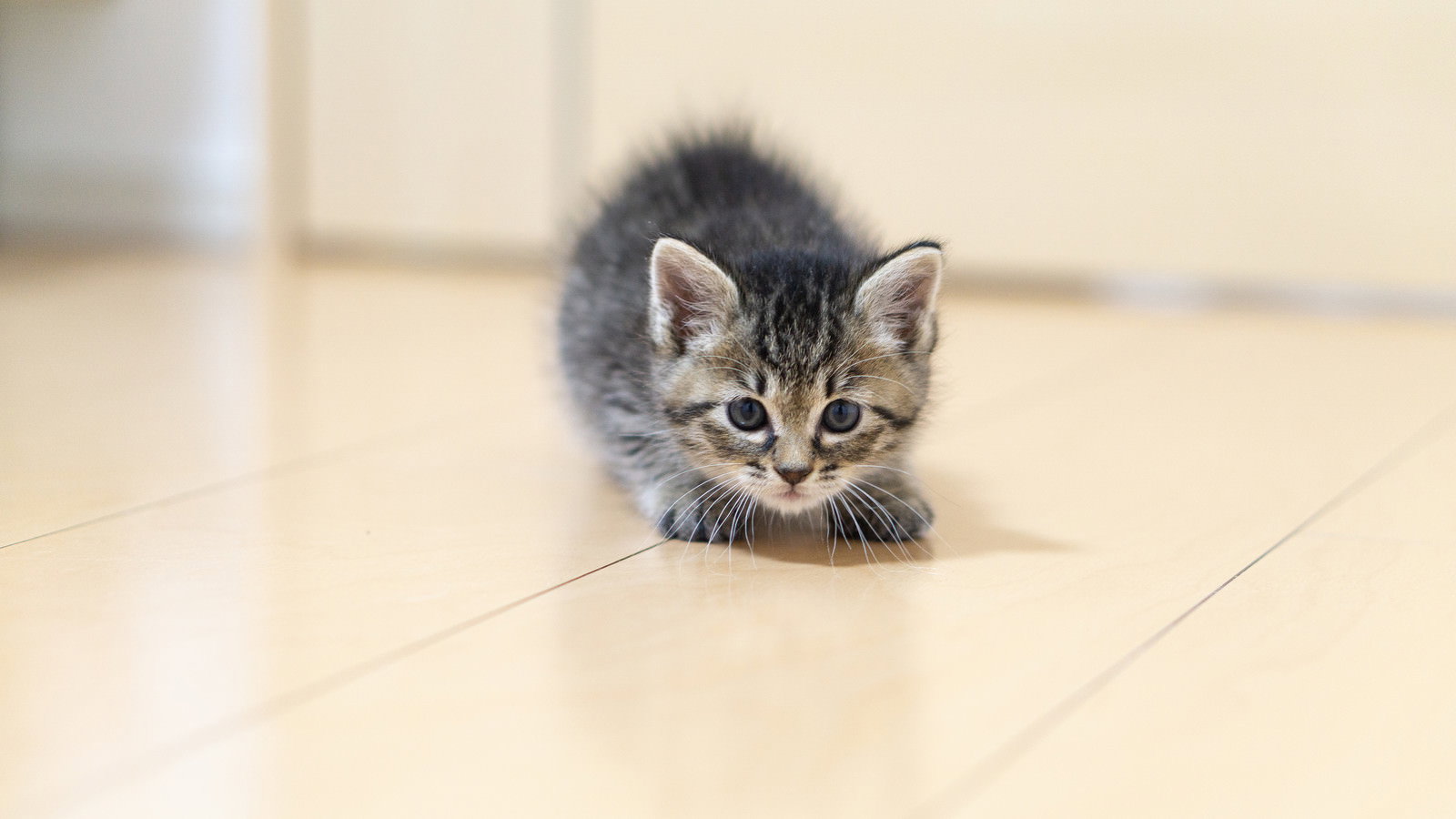 床に座って身構えるような姿勢をとるグレーの縞模様の子猫