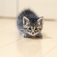 身構えてもかわいい、グレー縞模様の子猫が警戒する姿の写真