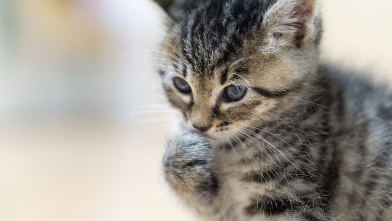 自分の前足を口元に近づけて匂いを嗅いでいるキジトラの子猫