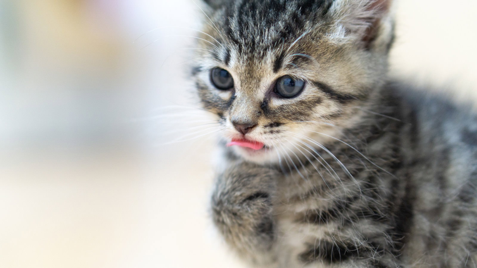 舌を出してペロペロしている愛らしいグレー縞模様の子猫