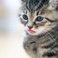 唇をペロペロする目を丸くした子猫のアップの写真