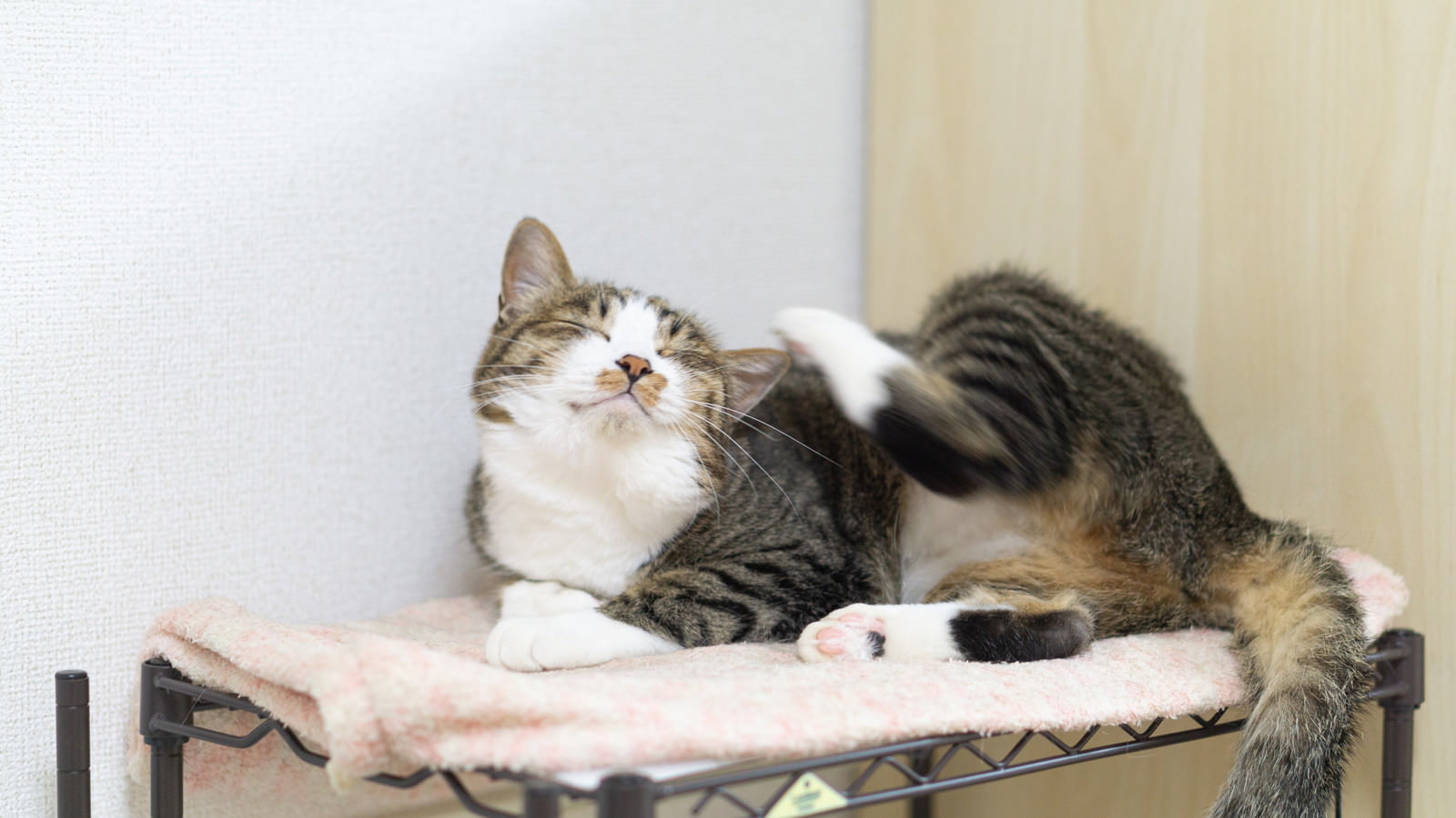 カゴの中に座ってくつろいでいる茶白の猫
