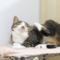 後ろ足で体を掻くカゴの中のネコがくつろぐ様子の写真