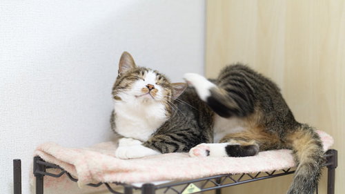 後ろ足で体を掻くカゴの中のネコがくつろぐ様子