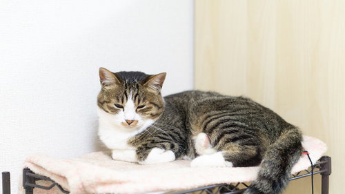 寝落ち寸前の猫氏、デスク下で待機中