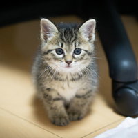 デスクの下で寂しげな表情を見せる子猫のの写真