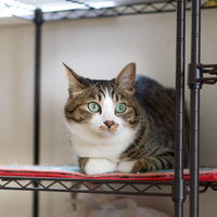 いたずらがバレて身構える猫の写真