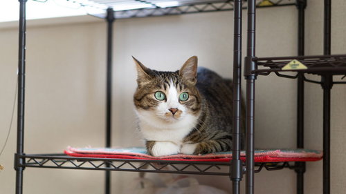 いたずらがバレて身構える猫