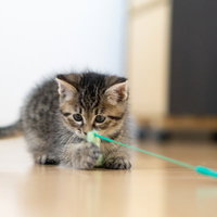 ねこじゃらしのおもちゃで遊ぶ縞模様の子猫の写真
