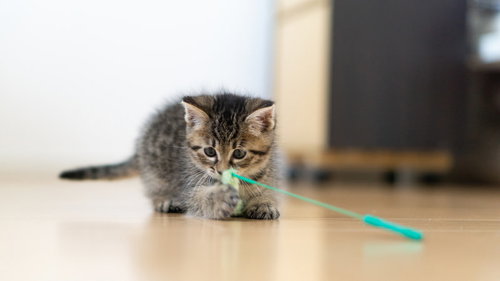 ねこじゃらしのおもちゃで遊ぶ縞模様の子猫