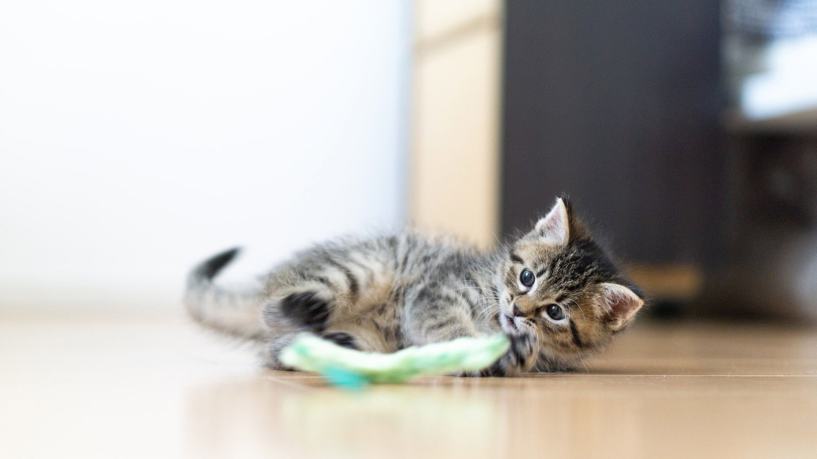 床でねこじゃらしのおもちゃで遊ぶキジトラの子猫