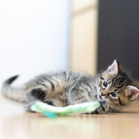 ねこじゃらしで遊ぶ床の子猫の写真