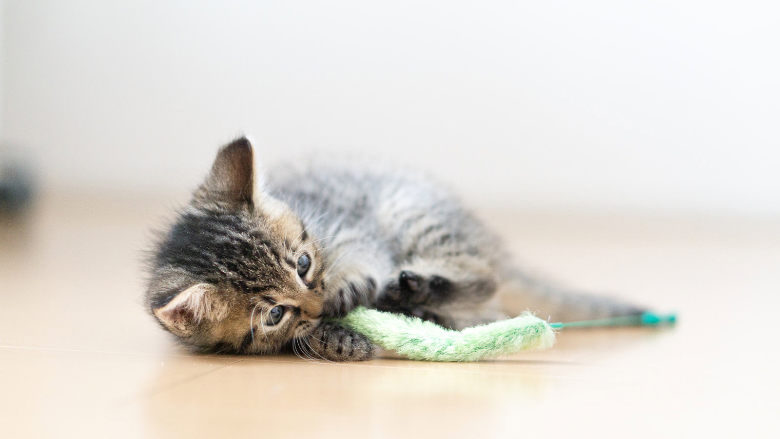 緑色のねこじゃらしで遊ぶ縞模様の子猫