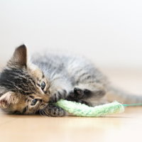 ねこじゃらしで戯れる目を丸くする子猫の可愛い仕草の写真