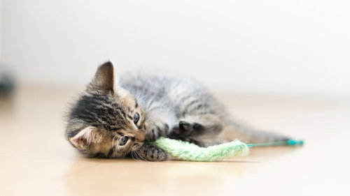 ねこじゃらしで戯れる目を丸くする子猫の可愛い仕草