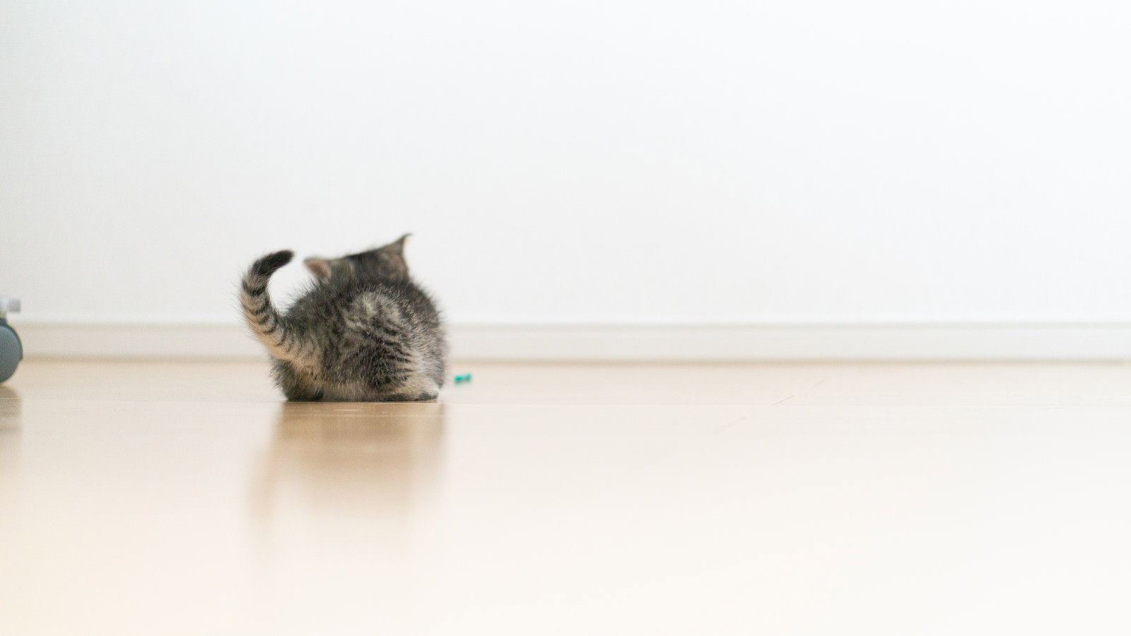 フローリングの上でねこじゃらしで遊んでいる子猫