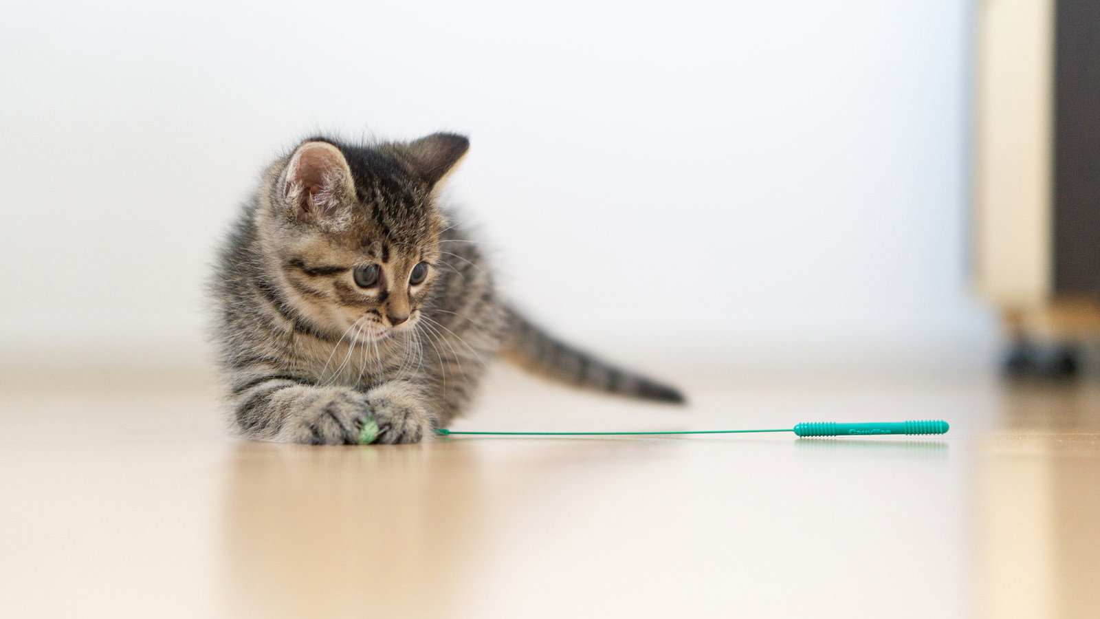 フローリングの上でねこじゃらしを見つめる縞模様の子猫