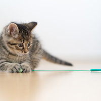 ねこじゃらしに興味をもった縞模様の子猫がフローリングで遊ぶの写真