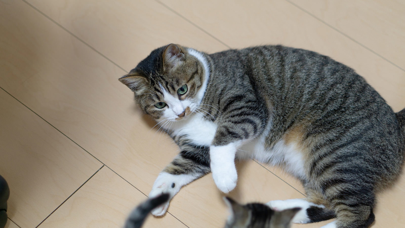 フローリングの床に寝転がってくつろぐグレーと白の毛色の猫