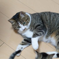 床に寝転がるふてぶてしい猫氏のゴロゴロ姿の写真