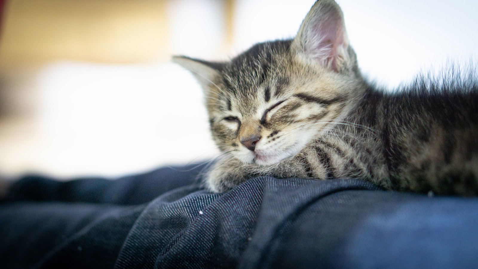 青いソファーで目を閉じて昼寝している縞模様の子猫
