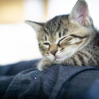 青いソファーで寝落ちする縞模様の子猫ちゃんの写真