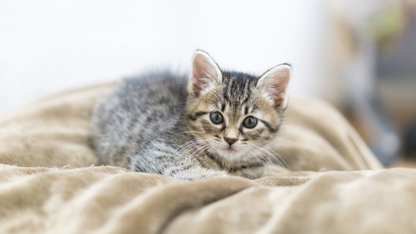 白いタオルの上でつぶらな瞳でこちらを見つめるグレー縞模様の子猫