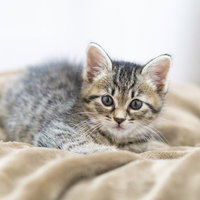 つぶらな瞳でこちらを見つめるグレー縞模様の子猫の写真