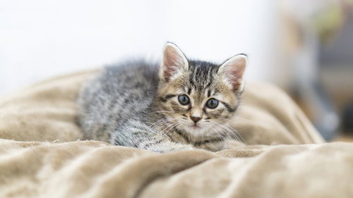 つぶらな瞳でこちらを見つめるグレー縞模様の子猫