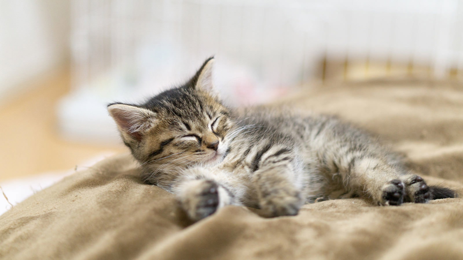Napping Kitten Free Stock Photo - PAKUTASO